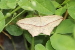 Blood-vein (Timandra comae)
