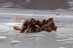 Beautiful Golden Y (Autographa pulchrina)