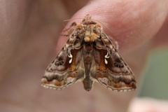 Gråbrunt metallfly (Autographa buraetica)