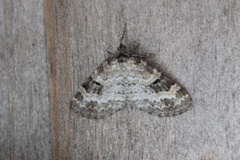 Pretty Pinion (Perizoma blandiata)