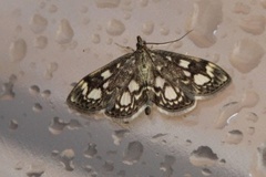 Elder Pearl (Anania coronata)
