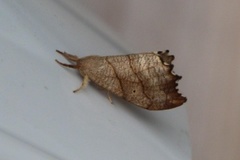Scalloped Hook-tip (Falcaria lacertinaria)