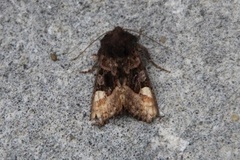 Small Angle Shades (Euplexia lucipara)