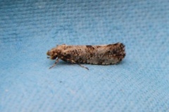 Large Clothes Moth (Morophaga choragella)