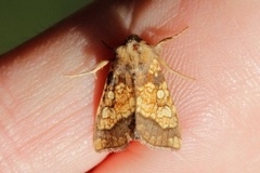 Frosted Orange (Gortyna flavago)