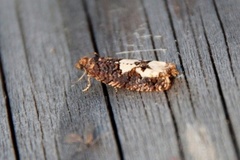 White-blotch Bell (Epinotia trigonella)
