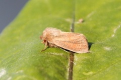 Starrfly (Denticucullus pygmina)