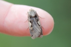 Setaceous Hebrew Character (Xestia c-nigrum)