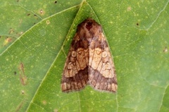 Frosted Orange (Gortyna flavago)