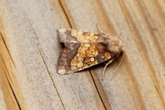 Frosted Orange (Gortyna flavago)
