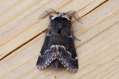December Moth (Poecilocampa populi)