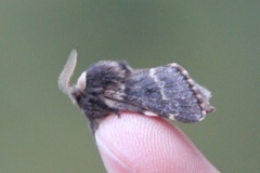 December Moth (Poecilocampa populi)