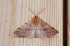 Feathered Thorn (Colotois pennaria)