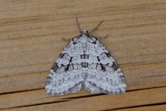 November Moth (Epirrita dilutata)