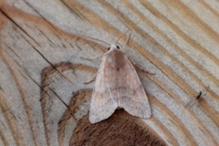 Flounced Chestnut (Agrochola helvola)