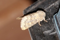 Brindled Ochre (Dasypolia templi)