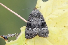 Rødt pyramidefly (Amphipyra pyramidea)