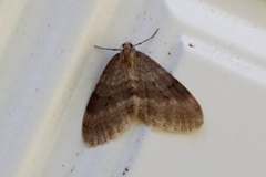 Winter Moth (Operophtera brumata)