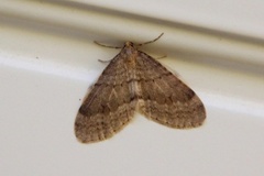 Northern Winter Moth (Operophtera fagata)