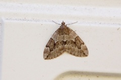 Juniper Carpet (Thera juniperata)