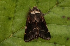 December Moth (Poecilocampa populi)