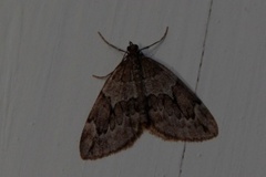 Juniper Carpet (Thera juniperata)