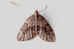 Juniper Carpet (Thera juniperata)