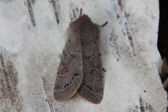 Lead-coloured Drab (Orthosia populeti)