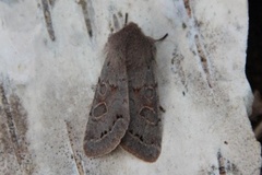 Plettseljefly (Orthosia populeti)