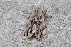 Rannoch Sprawler (Brachionycha nubeculosa)