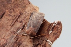 The Chestnut (Conistra vaccinii)