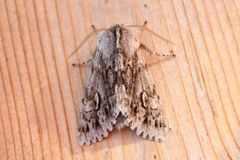 Rannoch Sprawler (Brachionycha nubeculosa)