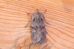 Gaffelkappefly (Lithophane furcifera)