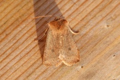The Chestnut (Conistra vaccinii)
