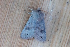 Lead-coloured Drab (Orthosia populeti)
