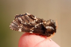 Båndet vårtannspinner (Odontosia sieversii)