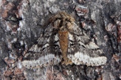Brindled Beauty (Lycia hirtaria)