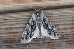 Vårlurvefly (Brachionycha nubeculosa)