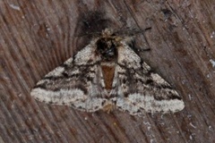 Brindled Beauty (Lycia hirtaria)