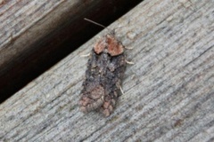 Granflatvikler (Acleris abietana)