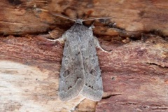 Lead-coloured Drab (Orthosia populeti)