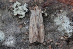 Brunt kappefly (Lithophane socia)