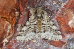 Brindled Beauty (Lycia hirtaria)