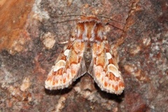 Furufly (Panolis flammea)