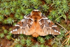 Vårspinner (Endromis versicolora)