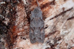 Gaffelkappefly (Lithophane furcifera)