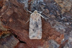 Dotted Chestnut (Conistra rubiginea)