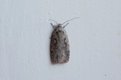 Agonopterix ocellana