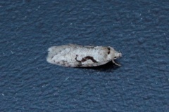 Dawn Flat-body (Semioscopis steinkellneriana)