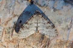 Early Tooth-striped (Trichopteryx carpinata)